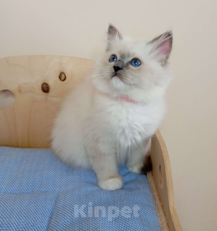 Кошки в Москве: Котëнок Рэгдолл Marusya Девочка, 100 000 руб. - фото 8