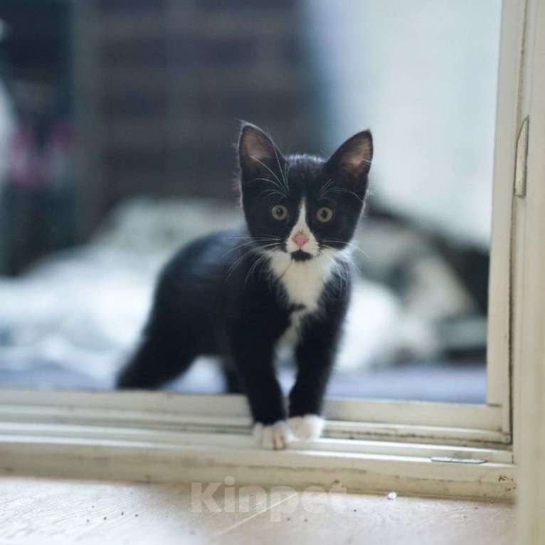 Кошки в Москве: Котенок с черным маркизным окрасом в добрые руки! Мальчик, Бесплатно - фото 2
