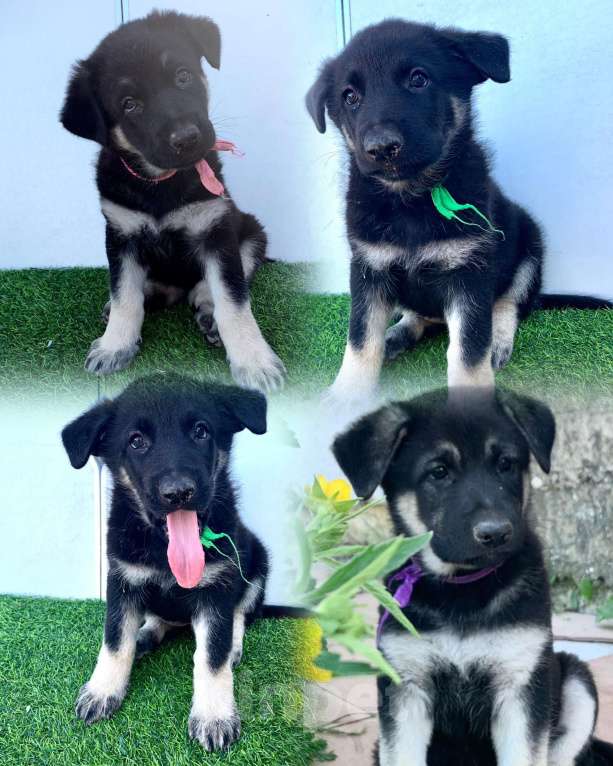 Собаки в других городах Амурской области: Щенки восточноевропейской овчарки, ВЕО, овчарки Девочка, 30 000 руб. - фото 4