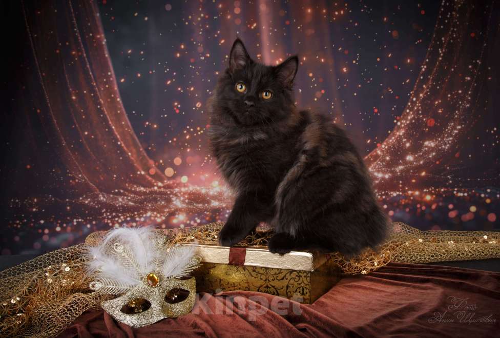 Кошки в Санкт-Петербурге: Шикарный котик курильского бобтейла Мальчик, 50 000 руб. - фото 3