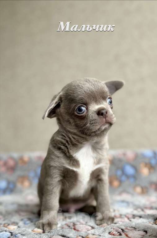 Собаки в Санкт-Петербурге: Щенки чихуахуа Разнополые, 40 000 руб. - фото 2