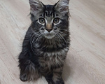 Кошки в Воткинске: Котёнок Мейн- кун Девочка, 50 000 руб. - фото 1