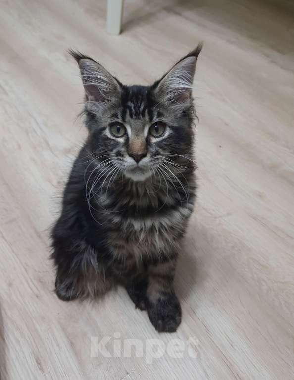 Кошки в Воткинске: Котёнок Мейн- кун Девочка, 50 000 руб. - фото 1