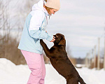 Собаки в Москве: Девочка лабрадор не дорого Девочка, Бесплатно - фото 6