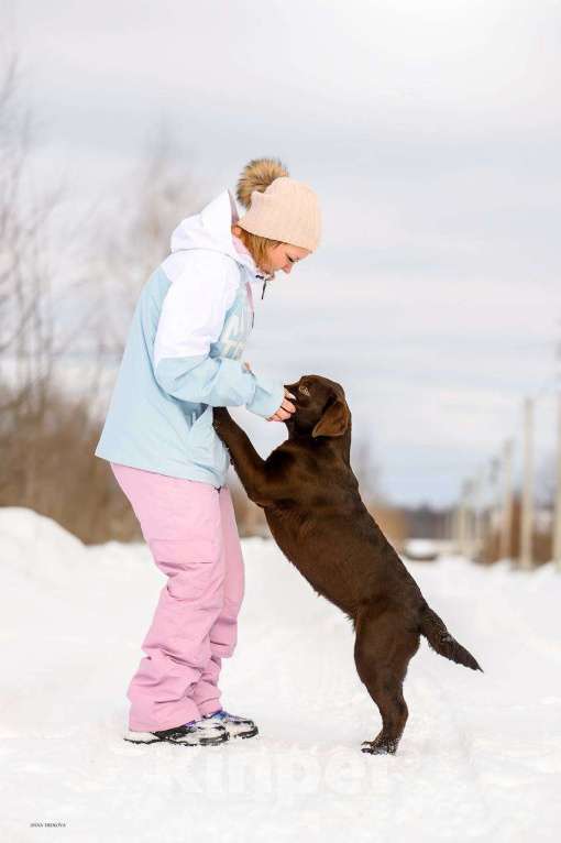 Собаки в Москве: Девочка лабрадор не дорого Девочка, Бесплатно - фото 6
