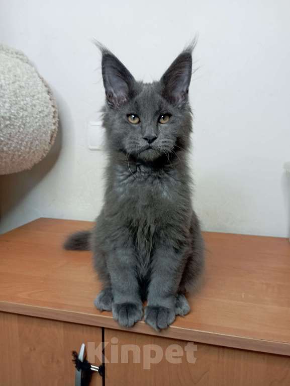 Кошки в Севастополе: Котёнок мейн кун Девочка, 50 000 руб. - фото 2