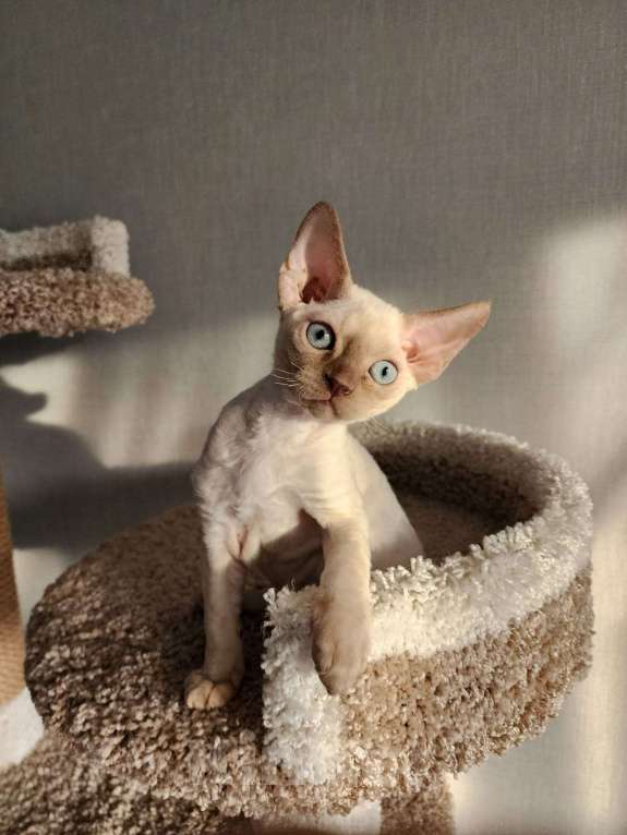 Кошки в Казани: Котенок Адам Мальчик, 80 000 руб. - фото 2