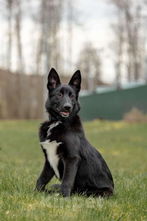 Собаки в Москве: Щенок мальчик Мальчик, Бесплатно - фото 2