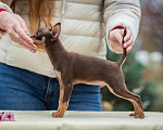 Собаки в Ростове-на-Дону: Щенки той-терьер от титулованных родителей Мальчик, Бесплатно - фото 3