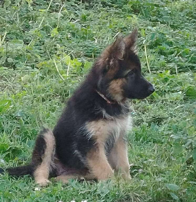 Собаки в Долгопрудном: Щенки немецкой овчарки Девочка, 35 000 руб. - фото 5