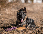 Собаки в других городах Московской области: Щенок немецкой овчарки рабочего разведения Девочка, 80 000 руб. - фото 1