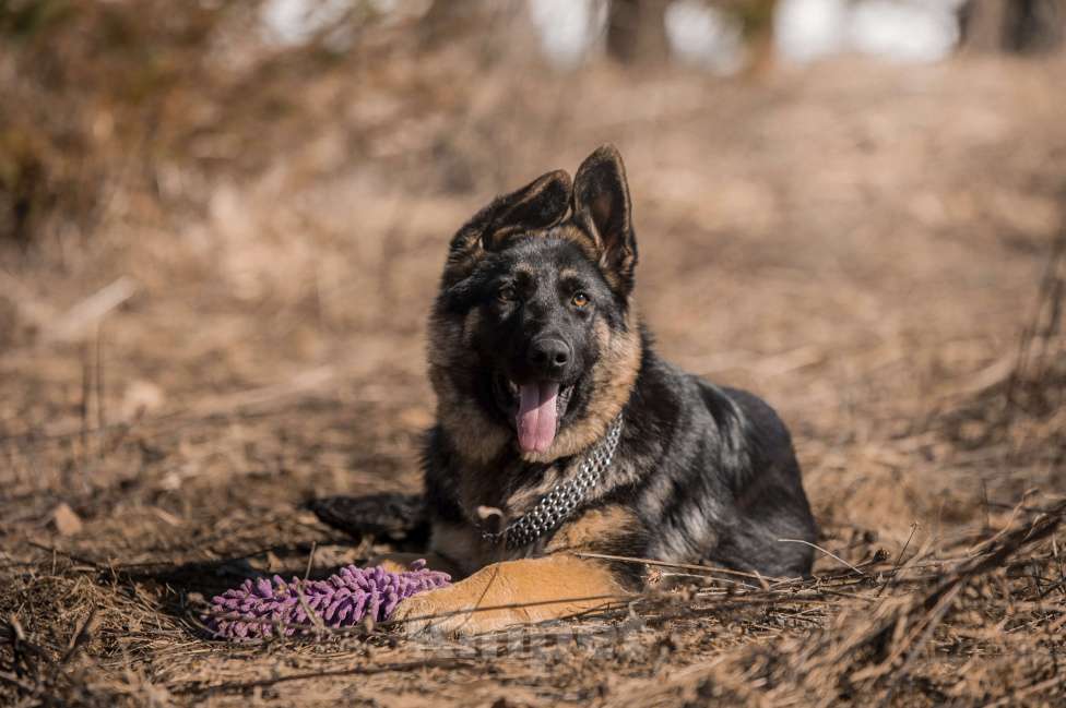 Собаки в других городах Московской области: Щенок немецкой овчарки рабочего разведения Девочка, 80 000 руб. - фото 1