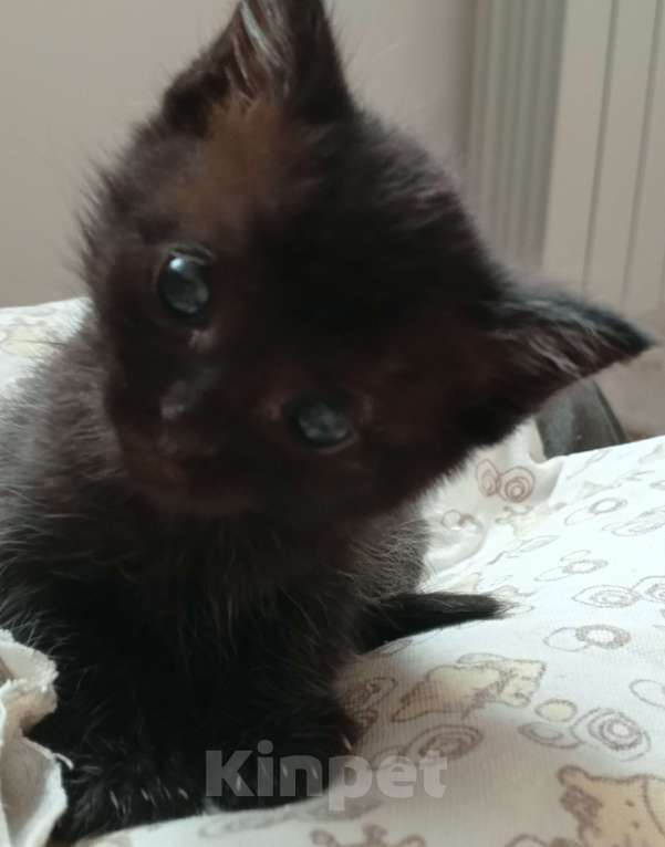 Кошки в других городах Московской области: Малышка в добрые руки Девочка, Бесплатно - фото 2