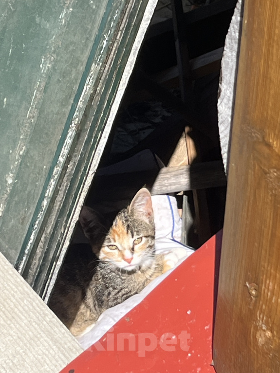 Кошки в Ярославле: Котята в добрые руки Девочка, Бесплатно - фото 3