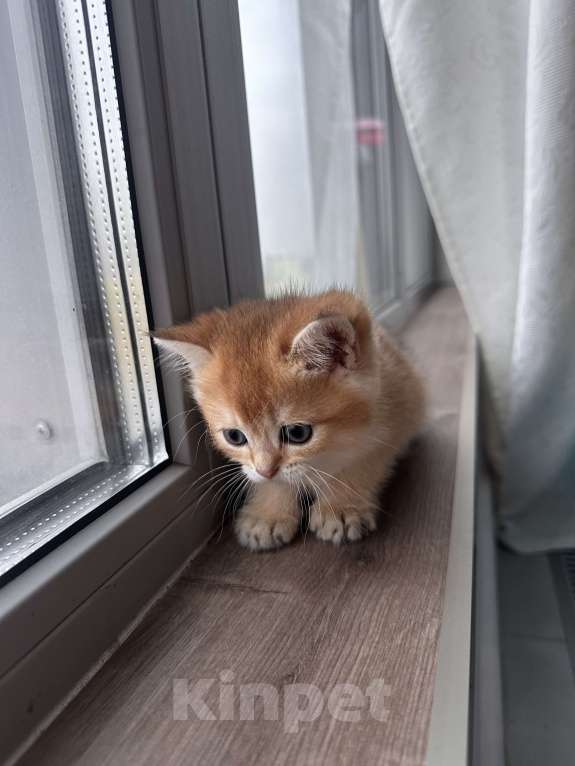 Кошки в других городах Московской области: Котенок золотая британская шиншилла ny 12, ny 11, ny 25 Мальчик, 50 000 руб. - фото 5