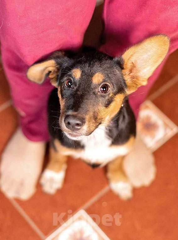 Собаки в Москве: Милейшая обаяшка девочка-щенок Люси ищет дом Девочка, Бесплатно - фото 7