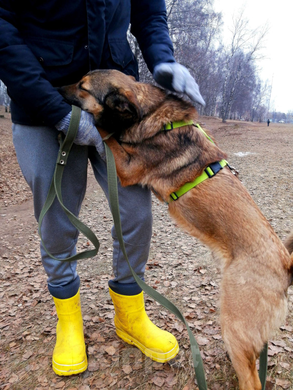 Собаки в Москве: Ральфи, молодой добрый игрун в хорошие руки! Мальчик, Бесплатно - фото 5