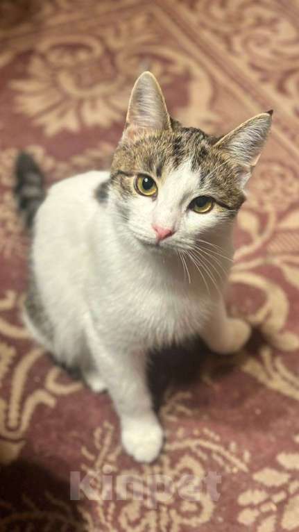Кошки в Москве: Очень красивые котята (5 мес.) в добрые руки Девочка, Бесплатно - фото 3