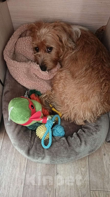 Собаки в Москве: Маленькая собачка ищет дом Девочка, Бесплатно - фото 3