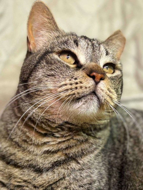 Кошки в Санкт-Петербурге: Кошечка ищет семью Девочка, Бесплатно - фото 1