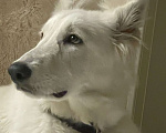 Собаки в Владимире: Белая швейцарская овчарка Девочка, 50 000 руб. - фото 1