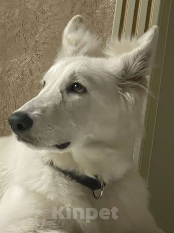 Собаки в Владимире: Белая швейцарская овчарка Девочка, 50 000 руб. - фото 1