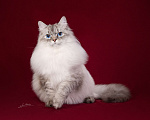 Кошки в Ногинске: Armani Fancy masque Мальчик, 50 000 руб. - фото 1