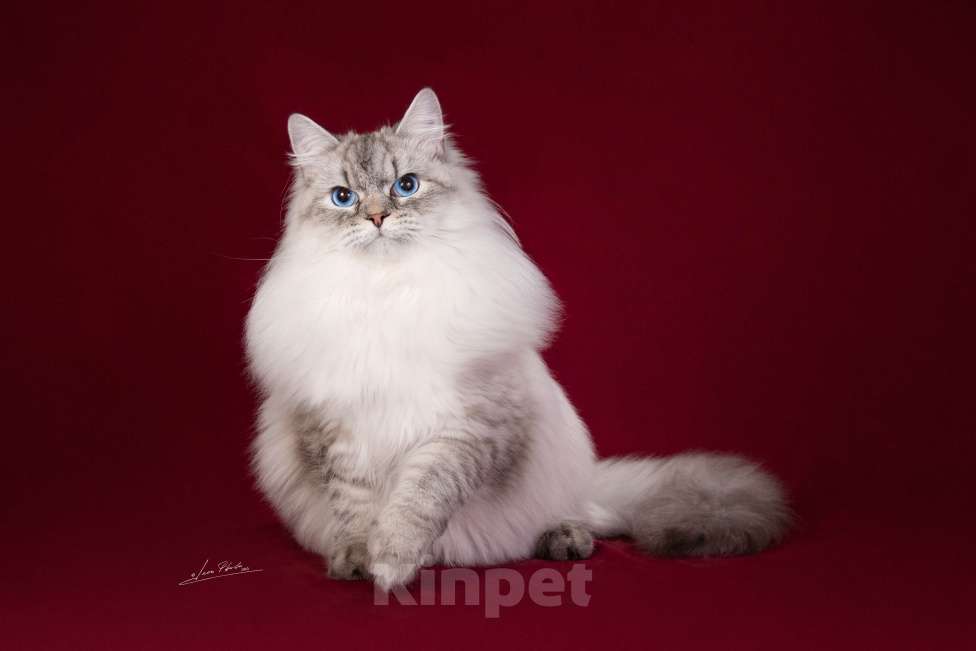 Кошки в Ногинске: Armani Fancy masque Мальчик, 50 000 руб. - фото 1