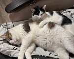 Кошки в Казани: Отдам котиков в добрые руки 🐈🐈‍⬛ Мальчик, Бесплатно - фото 3