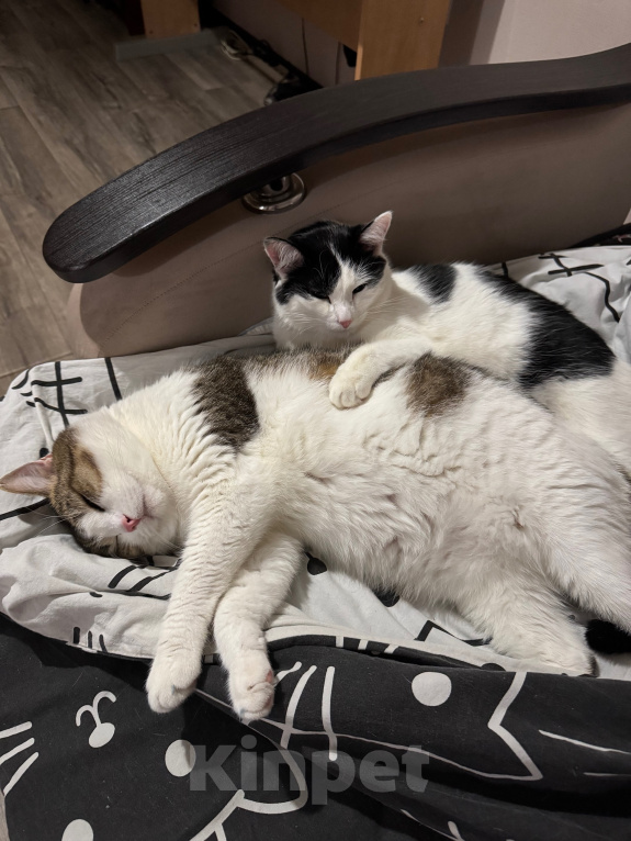 Кошки в Казани: Отдам котиков в добрые руки 🐈🐈‍⬛ Мальчик, Бесплатно - фото 3