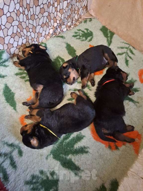 Собаки в Всеволожске: Щенки ротвейлера  Мальчик, 100 000 руб. - фото 3