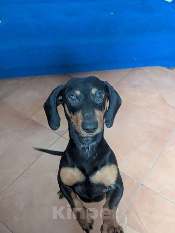 Собаки в Казани: Продам собаку Такса Мальчик, 5 000 руб. - фото 3