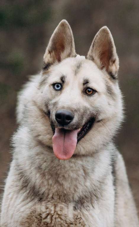 Собаки в других городах Московской области: Молоденькая хасочка, томится в вольере приюта Девочка, Бесплатно - фото 1