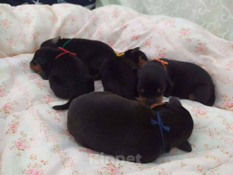 Собаки в Санкт-Петербурге: Щенки цвергпинчер Мальчик, 21 000 руб. - фото 2