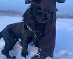 Собаки в Новокузнецке: Потерялась собака породы русский охотничий спаниель Мальчик, 10 000 руб. - фото 3