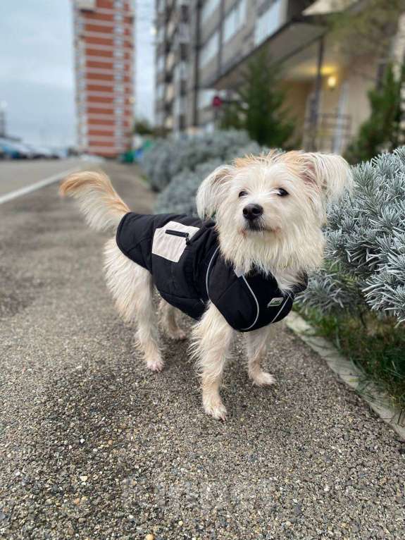 Собаки в Краснодаре: Подарите Жуже дом Девочка, Бесплатно - фото 4