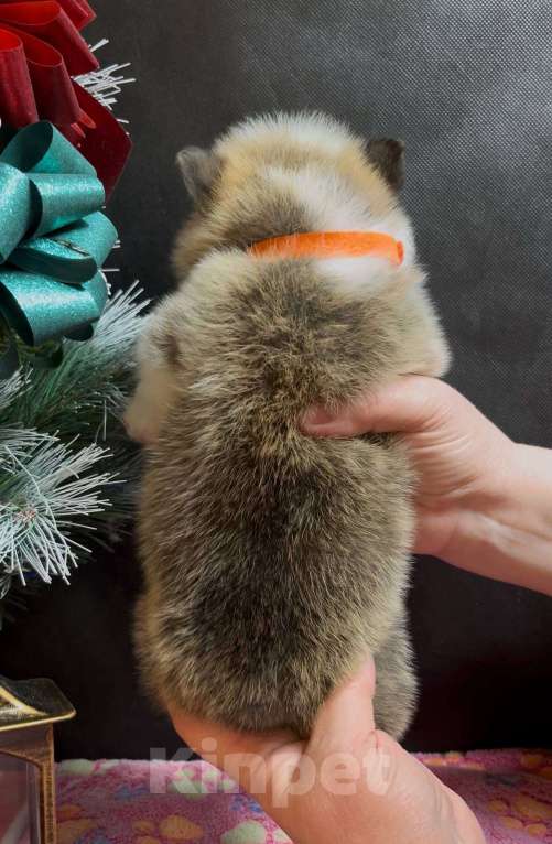 Собаки в Москве: Вельш корги пемброк девочка без хвостика Девочка, 50 000 руб. - фото 4