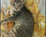 Кошки в Кузнецке-8: Котики и кошечка 3 месяца, Бесплатно - фото 2