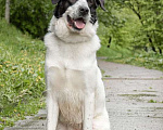 Собаки в Москве: Статный белый красавец пёс Боня в добрые руки Мальчик, 1 руб. - фото 5