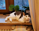 Кошки в Москве: Крупная красавица Дуся ищет дом Девочка, Бесплатно - фото 4