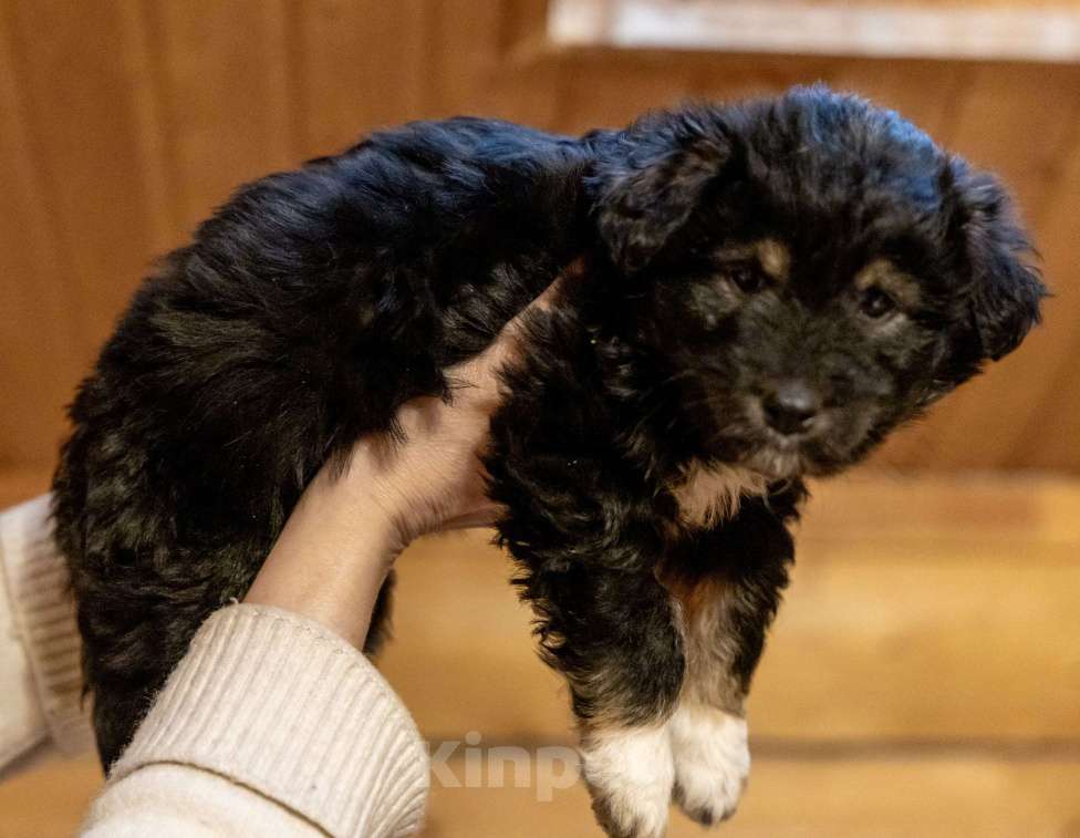 Собаки в Москве: Отдам щенка в добрые руки Девочка, Бесплатно - фото 1