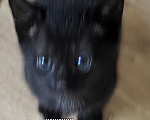 Кошки в Солнечногорске: Котята в дар Разнополые, Бесплатно - фото 3