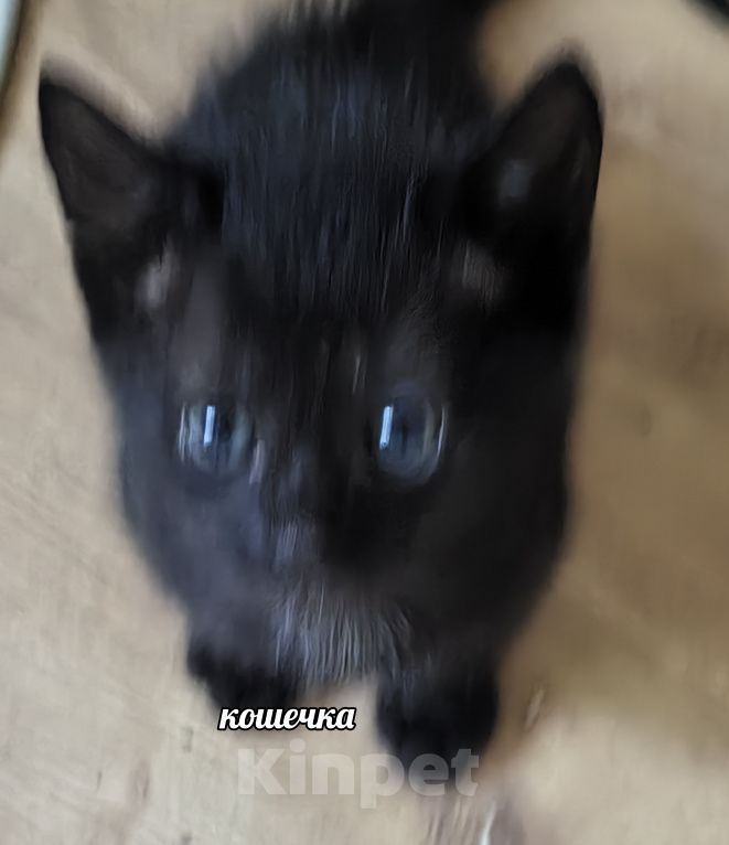 Кошки в Солнечногорске: Котята в дар Разнополые, Бесплатно - фото 3