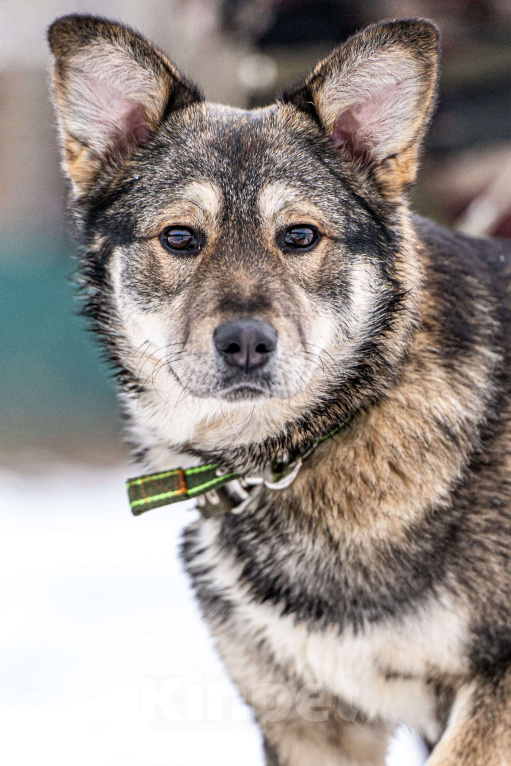 Собаки в Клине: Хэппи — милашка, излучающая свет Девочка, Бесплатно - фото 8