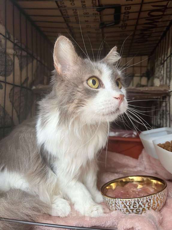 Кошки в Москве: Графиня - пушистая кошечка в добрые руки Девочка, Бесплатно - фото 3