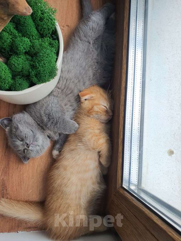 Кошки в Красноармейске: Мальчик Скотиш килт фолт Мальчик, 40 000 руб. - фото 5