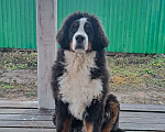 Собаки в других городах Чувашии: Бернский зенненхунд, щенок 8 мес Мальчик, 40 000 руб. - фото 7