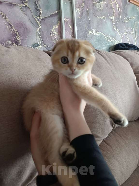 Кошки в Екатеринбурге: Вислоухий мальчик окрас ny11 Мальчик, 16 000 руб. - фото 5