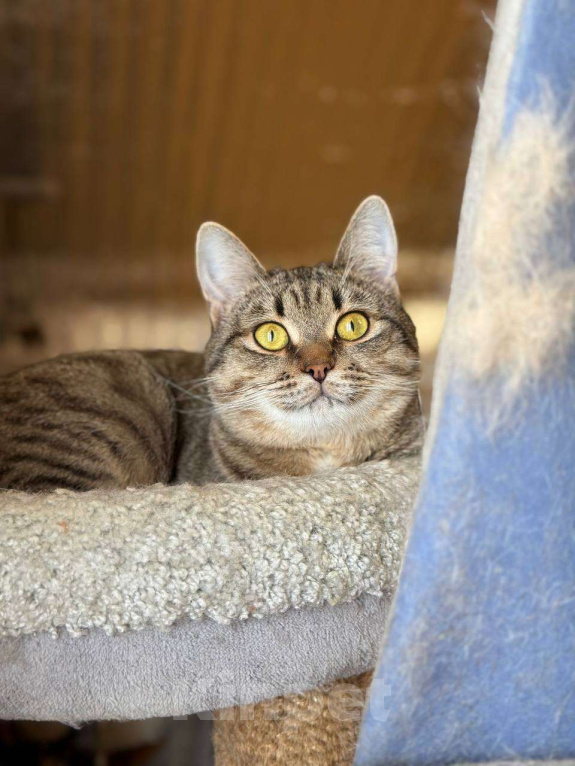 Кошки в Москве: Молоденький Филя мечтает о доме Мальчик, Бесплатно - фото 2