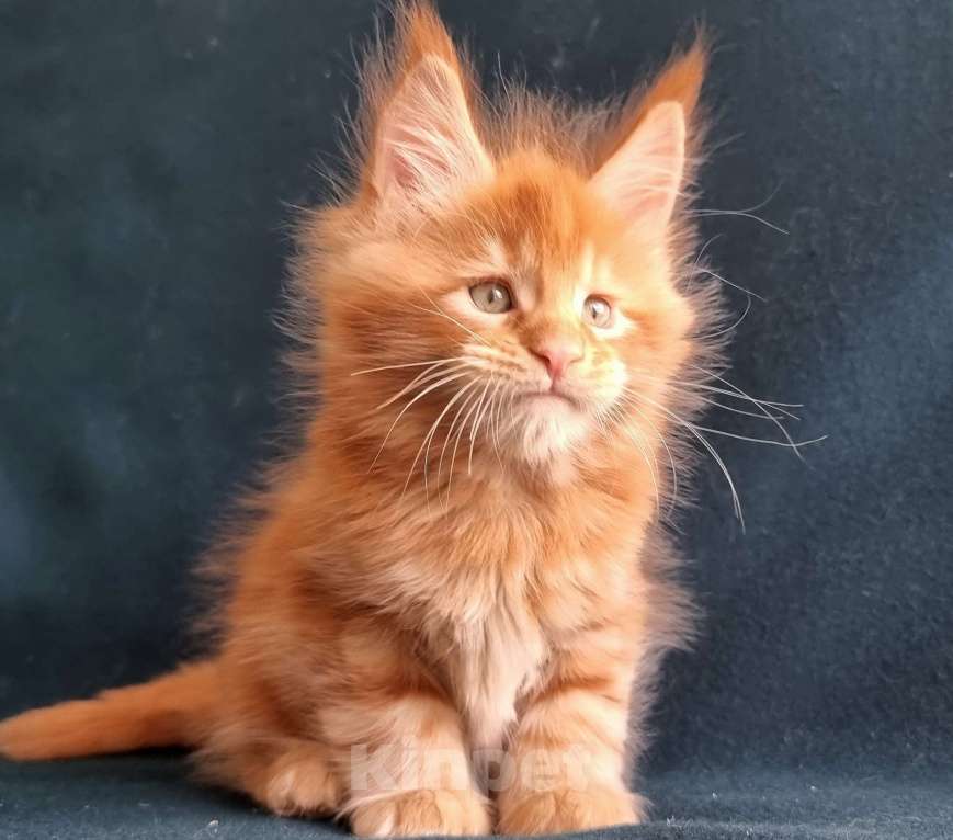 Кошки в Санкт-Петербурге: котенок мейн кун Мальчик, Бесплатно - фото 4